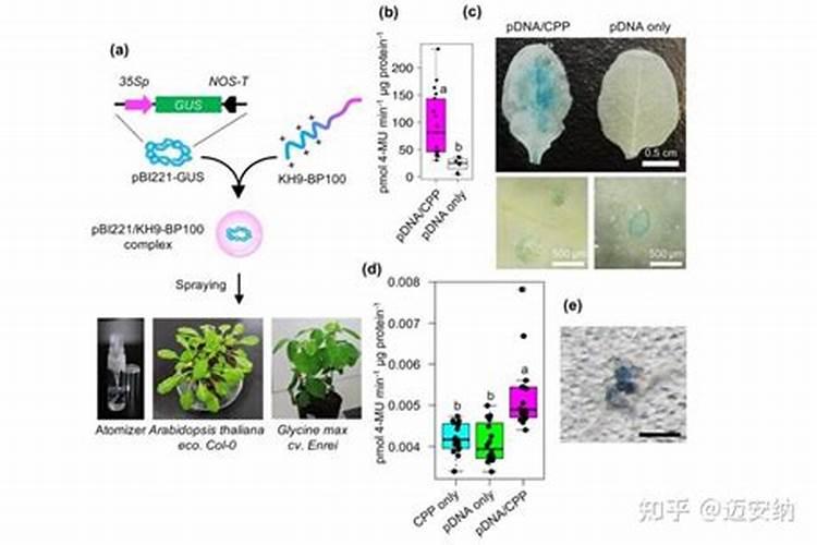 西瓜苗叶子发黄怎么治