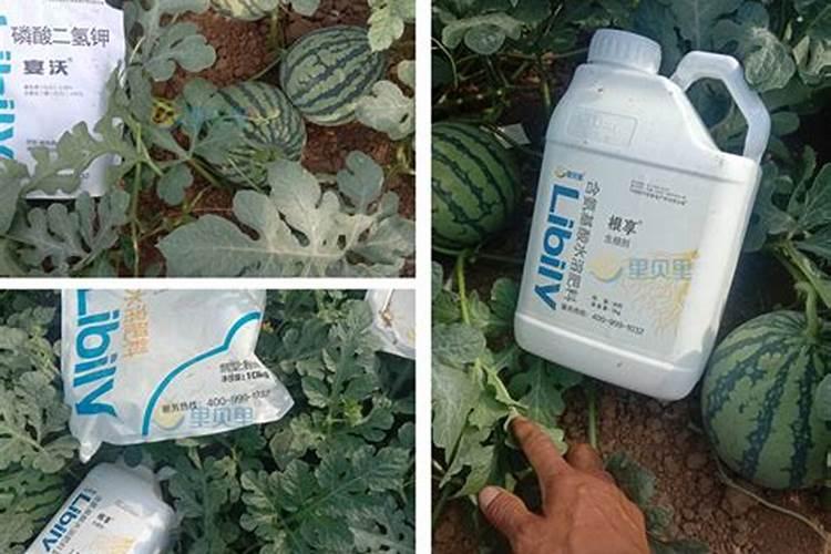 如何辨别水溶肥料的好坏