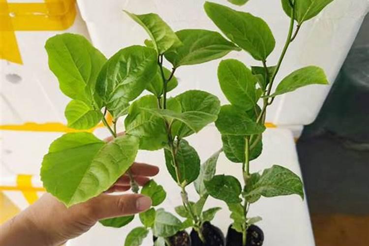 百香果如何科学使用叶面肥？