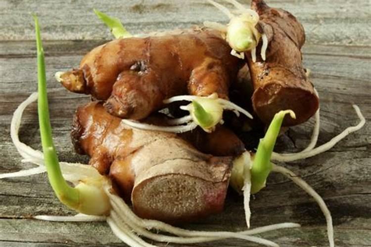 君子兰用什么肥料最好