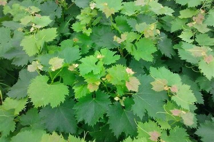 当归种植用什么肥料最好