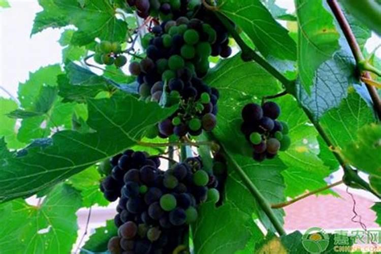 吐鲁番葡萄干的原料生产对以下哪些自然条件有要求