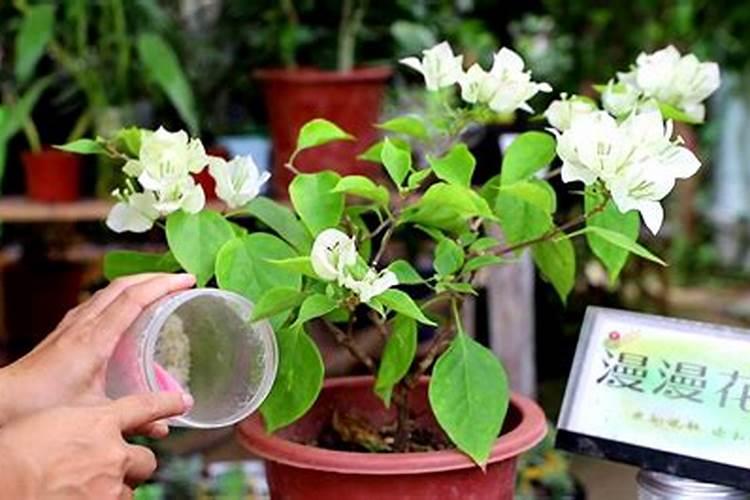 大白菜干边什么病？？？