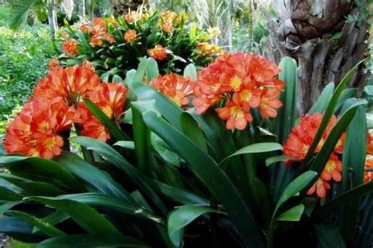 君子兰夏天能施饼肥水吗