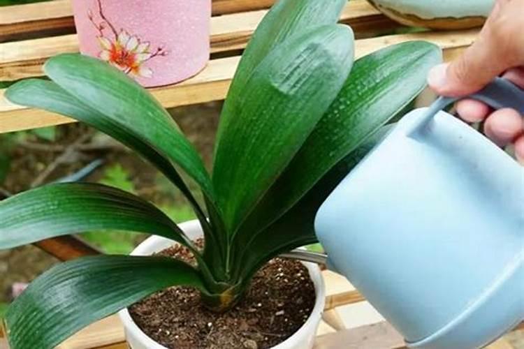 君子兰夏季可以施肥吗