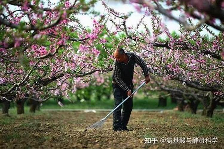 泡黄豆的水可以浇花吗