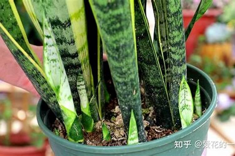 虎尾兰用什么肥最好