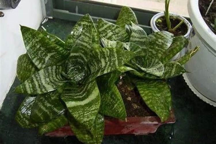 尿素和硝酸铵钙哪个肥效期长 尿素的主要成分是什么