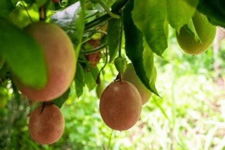 水溶肥是有机肥吗 有机水溶肥是什么肥料