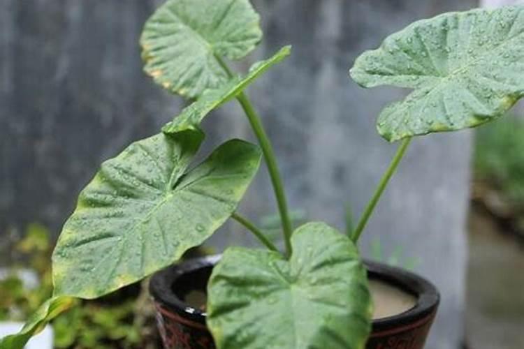 黄腐酸钾正确兑水方法