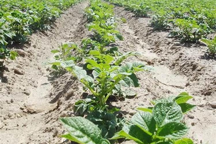 土豆几月份用肥,用什么肥料好？