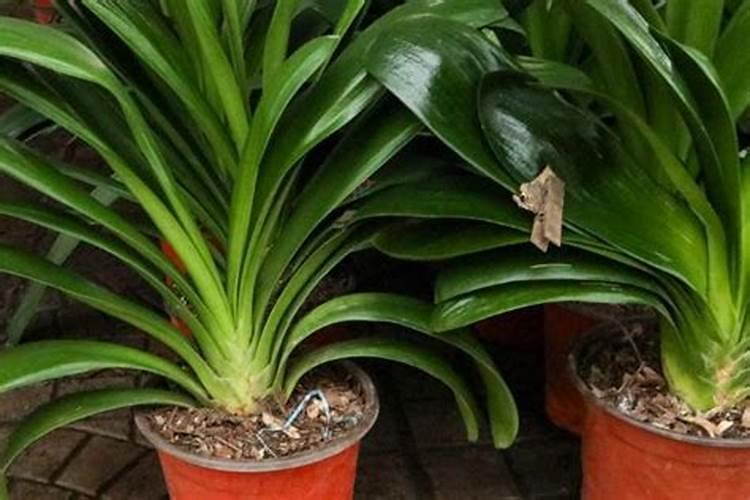 磷肥有哪些品种