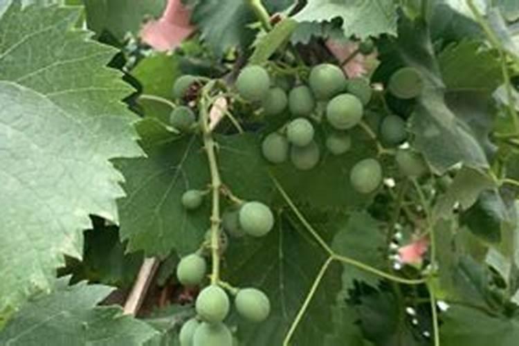 葡萄每年要施几次肥,每次都在什么时间施,每次施肥都一样吗