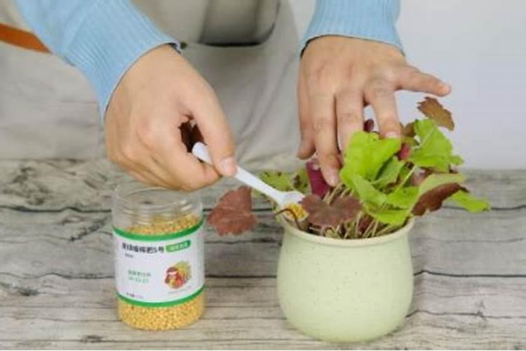 微量元素对苹果树的作用是什么？