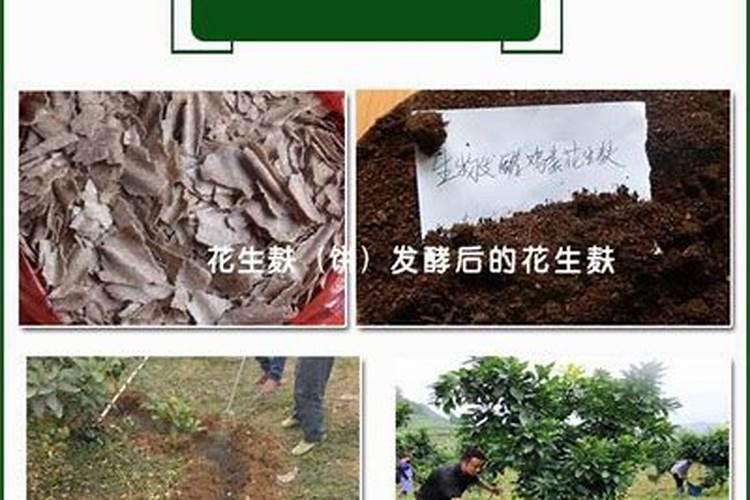 枣树的花什么时候开