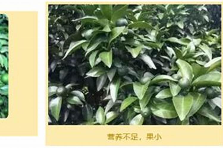 菽是什么作物？它属于哪类农作物？