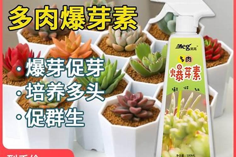 多肉施什么肥好