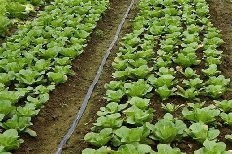 种菜复合肥怎么使用正确 多久施一次