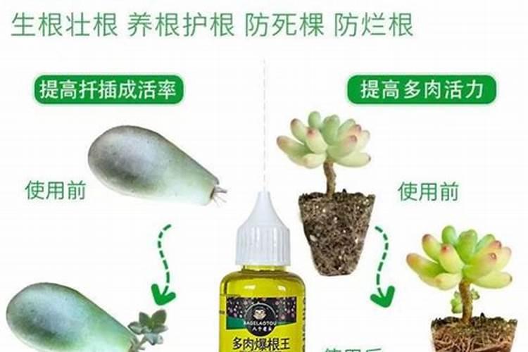 多肉植物施什么肥容易爆盆