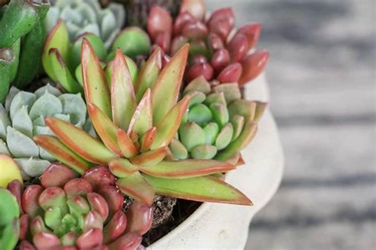 钾肥对多肉的作用