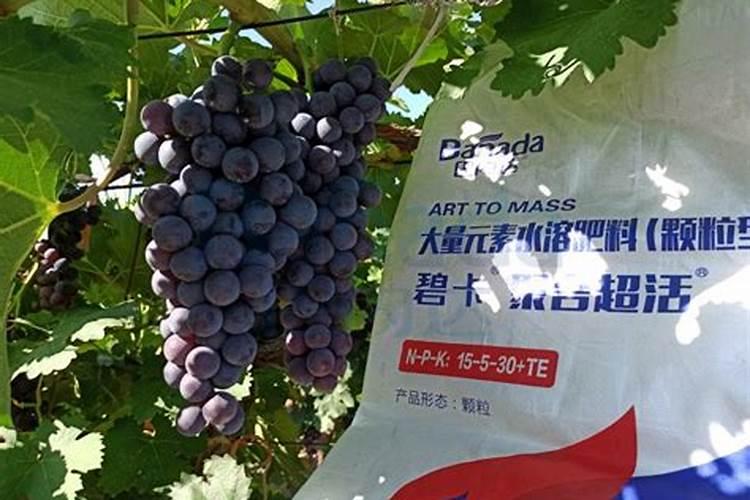 面粉炸海鲜鱼怎么炸又酥又脆