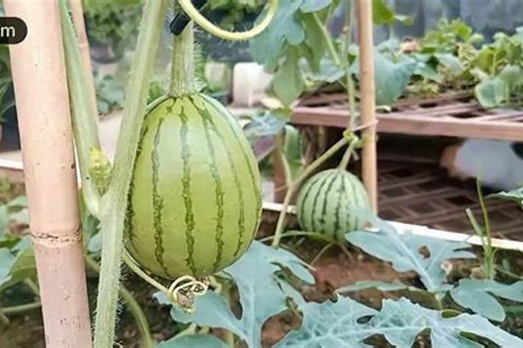 打瓜坐果期磷酸二氢钾十流体硼十西瓜六必治能一起喷施吗？