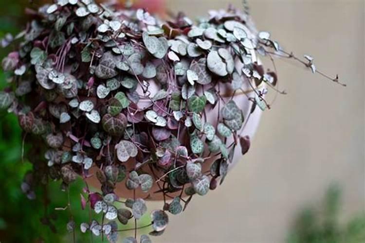 二水小麦浇水的最好时期