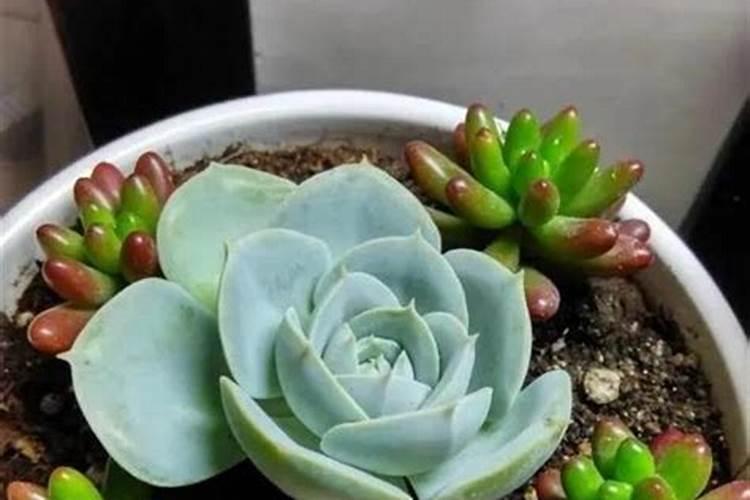 多肉植物施什么肥最好