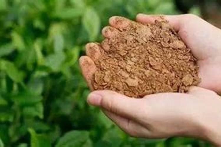 菜籽饼是什么肥料 菜籽饼可以直接撒在土里面作肥料吗