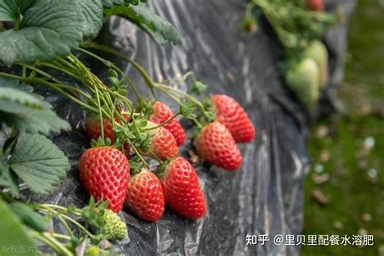 粘性黄土地适合种植什么