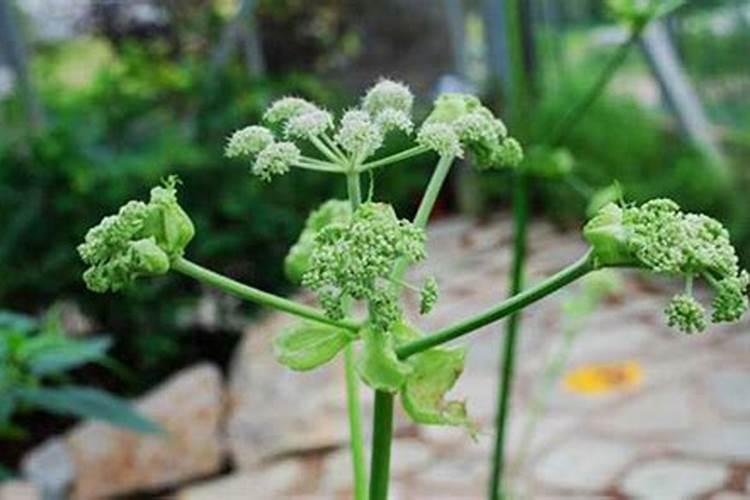 小麦底肥用过磷酸钨行吗？