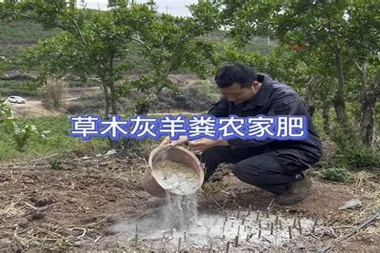 草木灰施于苹果树上好吗