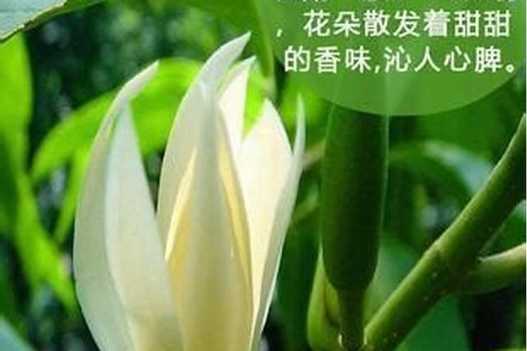 怎么给花补氮肥