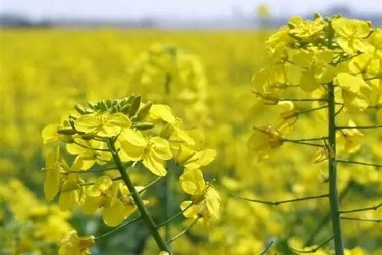 油菜硼肥的最佳使用时期和用量