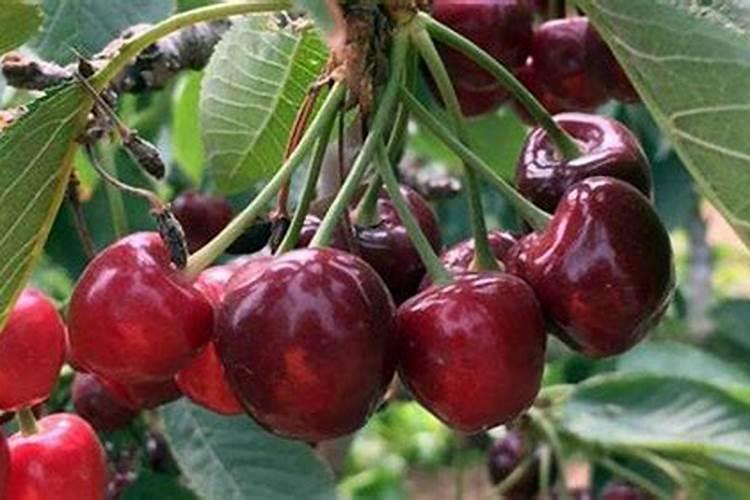 施可丰怎样辩真假