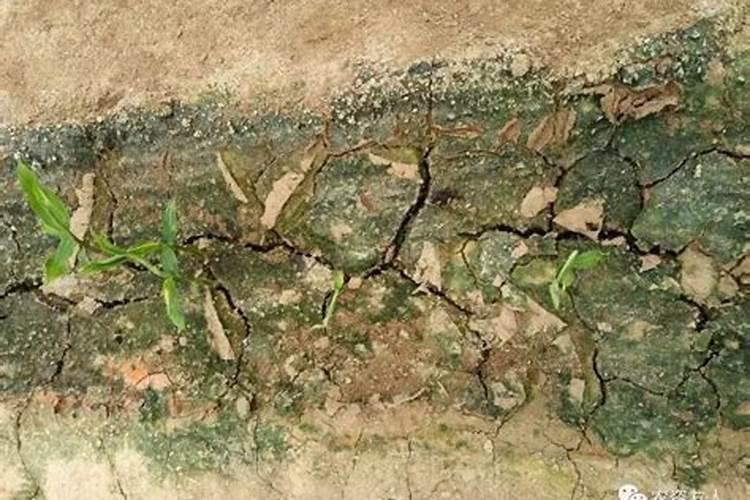 钾肥过多如何表现