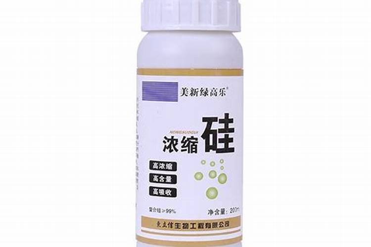 中国糯米和泰国糯米在种植环境影响下有什么差异