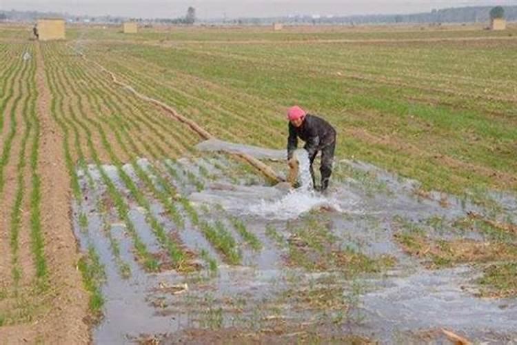 硼砂是干什么用的 硼砂的作用和功效