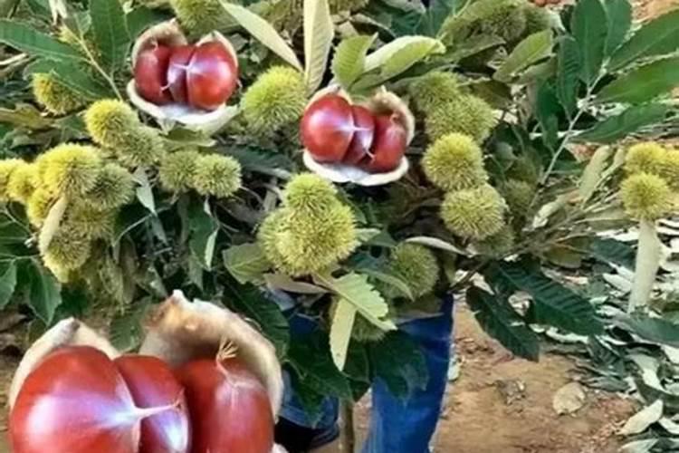 板栗的丰产栽植管理技术