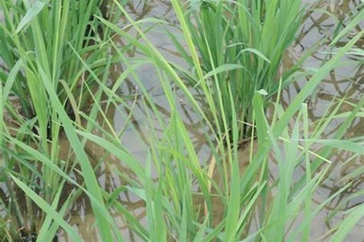 如何使用蔬菜冲施肥的使用方法