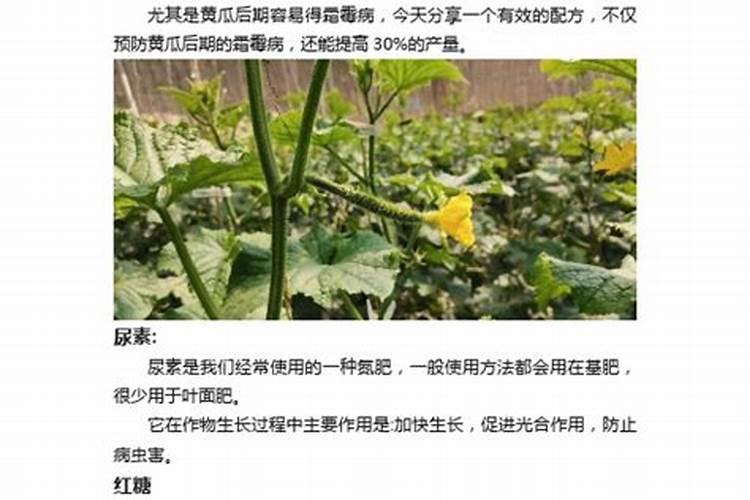 种韭菜施什么肥好