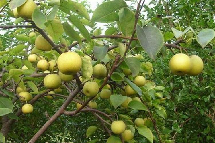 北五味子花期施肥管理方法 如何在北五味子花期施肥