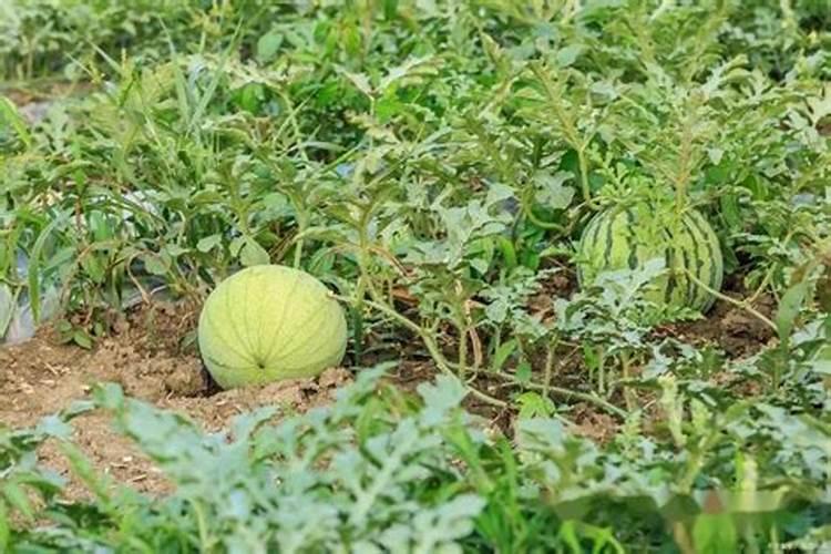 蓝莓都在什么时间段使用硼肥？