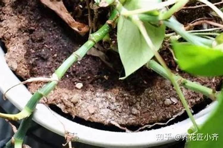 花叶泛黄,施什么肥好