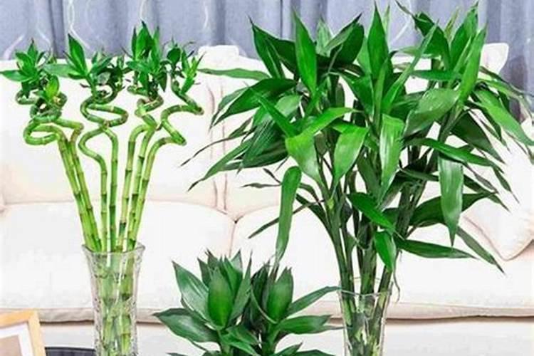 五味子扦插几年结果