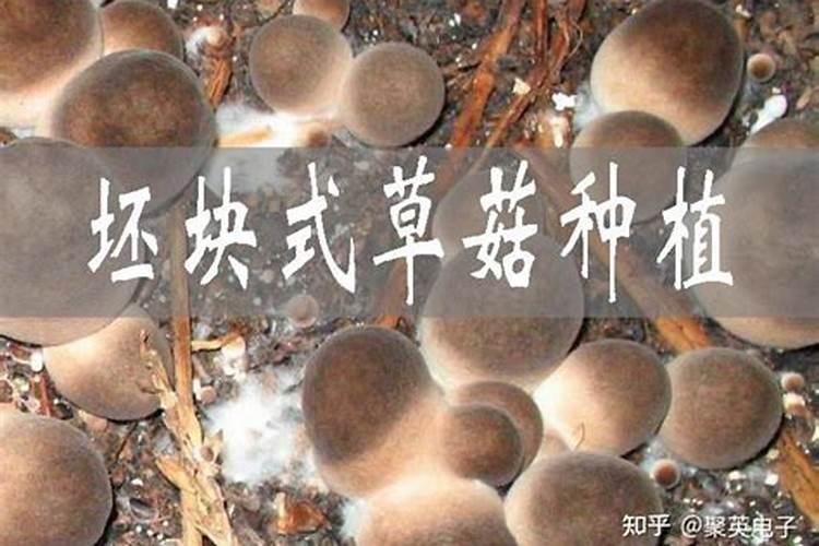 铁线莲用什么肥料好 如何施肥