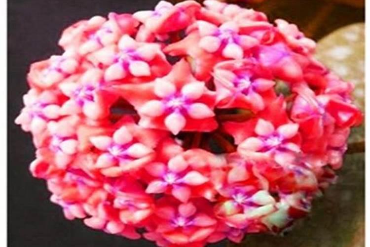 重庆可以种车厘子吗？