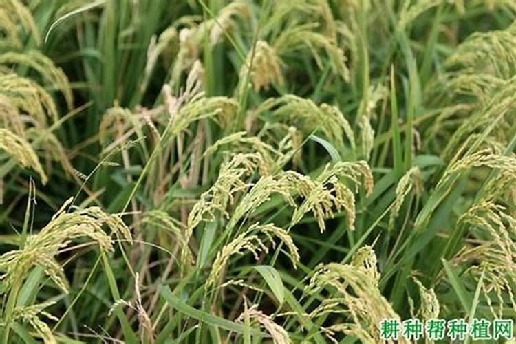 大花蕙兰怎么施肥