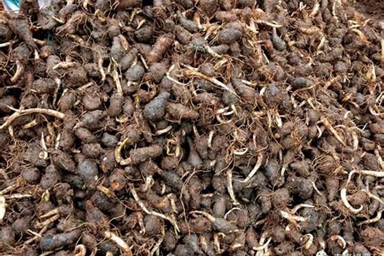 魔芋出苗后施什么肥