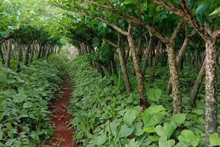 魔芋种植要用什么肥料不会烂？